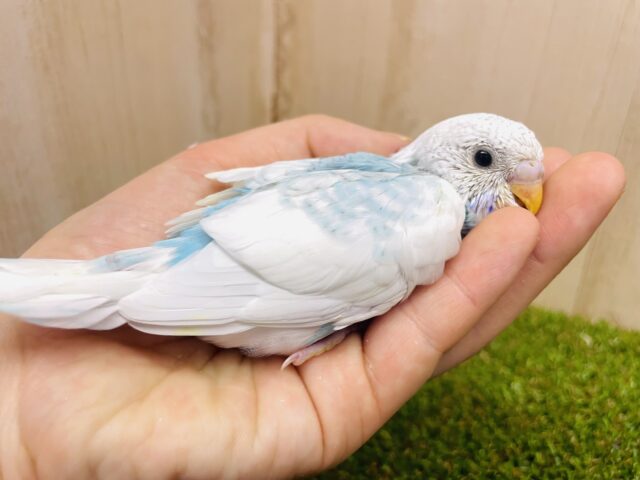 ワナビー！1番可愛くなりたい🫶　セキセイインコ　スパングルパイド