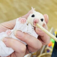 ザ天使♡薄めカラーのモモンガベビー☆リューシスティック