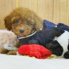 完全に恋に落ちますよ…トイプードルちゃん！