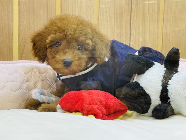 完全に恋に落ちますよ…トイプードルちゃん！