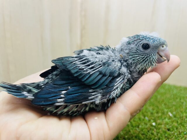 輝く青🦋大注目サザナミインコさん！　サザナミインコ　ブルー系