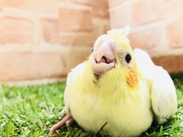 大定番カラー　オカメインコ　Ｒ５　４／１２撮影