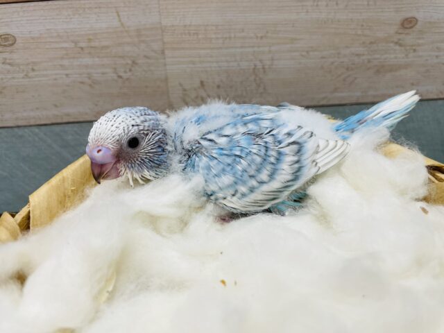 青空のように美しい！！セキセイインコのスパングル！