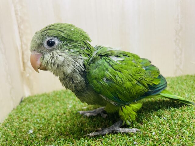 いっぱい甘えさせて〜💓可愛いが盛りだくさん！　オキナインコ　ノーマル