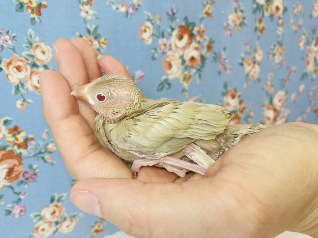 美しく華麗に成長するよ❤︎シナモン文鳥のヒナちゃんです🫶🏻
