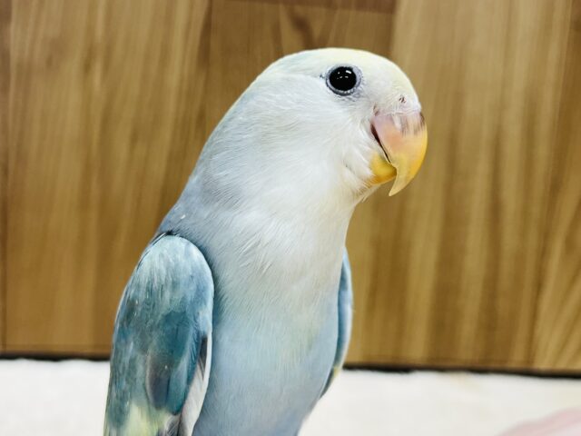【最新画像更新🪄ヒナえさ卒業間近！】ハムっと優しい咬み方☆～～　コザクラインコ　ブルーオパーリンパイド～～