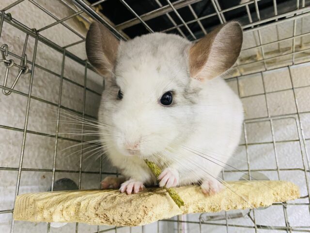 最新画像あり！クリクリおめめのイケメンくん☆チンチラのパイド！