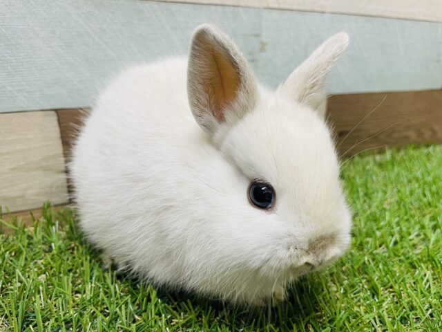 真っ白黒目の激カワなうさぎさん！ネザーランドドワーフのフロスティ！