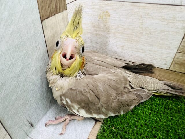 くりくりお目目のオカメインコ（シナモン）入舎です