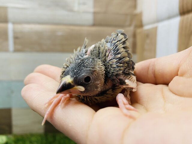 まだヒナヒナちゃんです！人気カラーの桜文鳥🌸