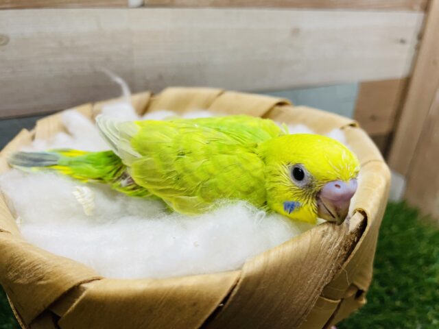 おっとりしているヒナさんです！セキセイインコのスパングル！
