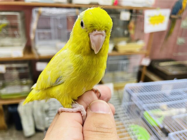 最新画像アリ♪ヒナ餌卒業‼️明るいお色で可愛いコ！！マメルリハインコのアメリカンイエロー！