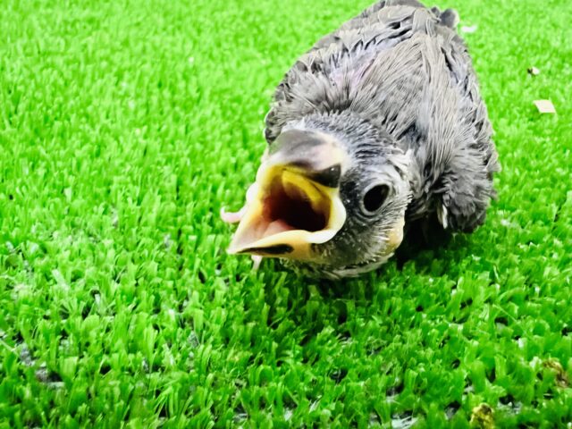 桜文鳥の雛入舎しました〜