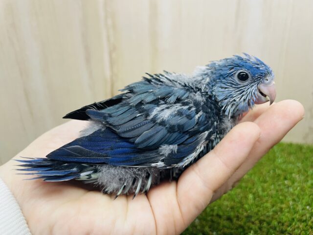 むむむ！深海に居そうだって！？深めなブルーのサザナミさん！　サザナミインコ　コバルト