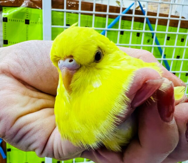 画像更新☆むっちむち！慣れてきました♡ジャンボセキセイインコ（ルチノー）