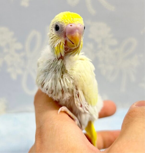 人気‼️セキセイインコ(ダブルファクター レモン系)2023年3月生まれ
