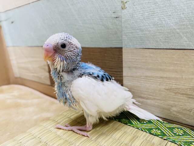 白に水色爽やかですよ〜♪セキセイインコパイドカラー！