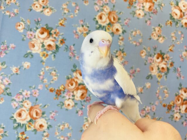 最新画像🌟一人餌🫶🏻手乗りセキセイインコ(バイオレットモーブ)💠