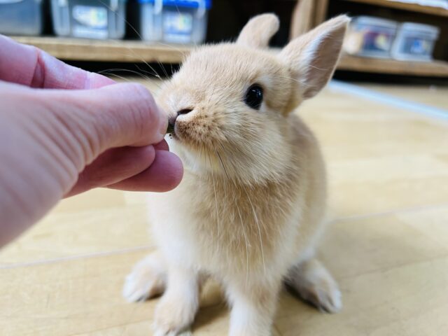 画像更新☆綺麗なオレンジ色❤ネザーランドドワーフラビット❤