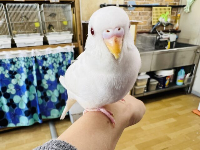 1人餌♡アルビノセキセイインコ