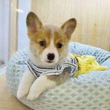 天真爛漫でニッコニコ〜♪コーギーちゃん！