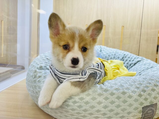 天真爛漫でニッコニコ〜♪コーギーちゃん！