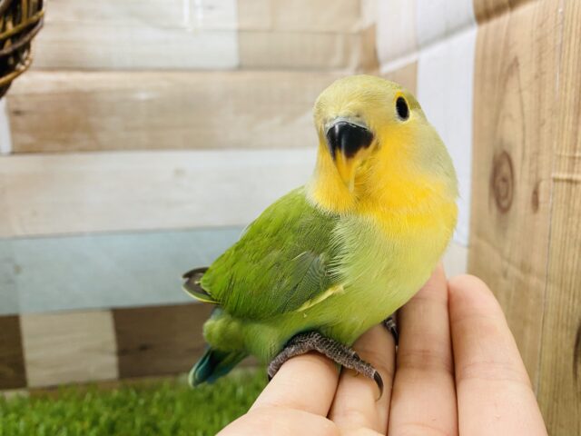 最新画像アリ☆オレンジのお顔が明るくて可愛らしい！コザクラインコのオレンジフェイス！