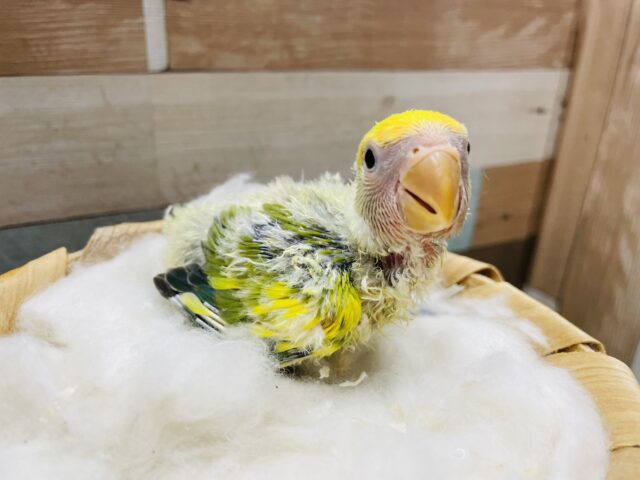 甘え上手なヒナさんです！！コザクラインコのタイガーチェリー！