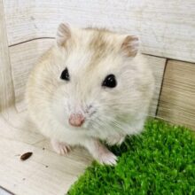 イエロープティング♪ジャンガリアンハムスター♡