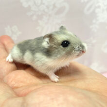 キュートな💙サファイアブルーハムスター💙（女の子）2022年12月生まれ