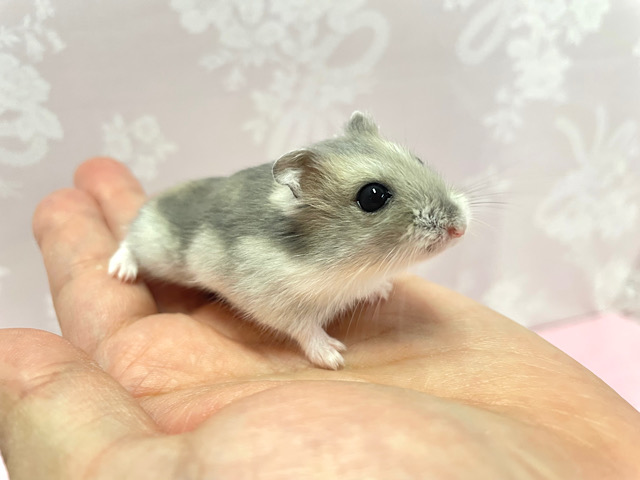 キュートな💙サファイアブルーハムスター💙（女の子）2022年12月生まれ