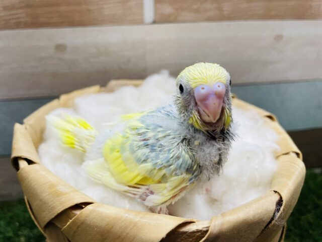 ちょこんと感がたまらなく可愛いんです！！セキセイインコのパステルレインボーパイド！