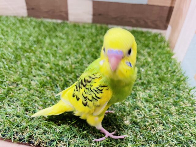 最新画像あります☆まだウブウブな姿のセキセイインコパイドカラー☆