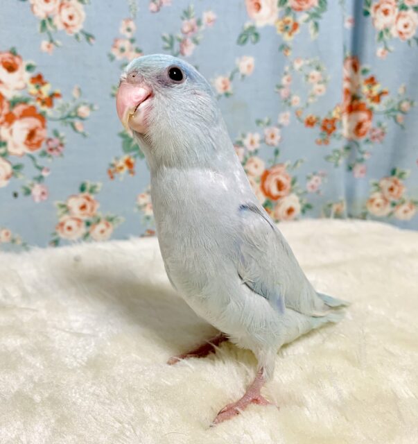 マメルリハ アメリカンホワイト 男の子 💎｡・:＋ 4/22