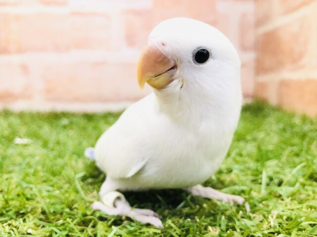 上品カラーです　コザクラインコ　Ｒ５　４／３撮影