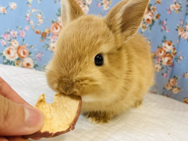 ぽてっ…ちょこん…🧡激かわドワーフラビットくん(オレンジ)男のコ🧡