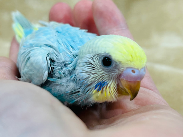 あざとい系インコ💗セキセイインコ(レインボー) ヒナ