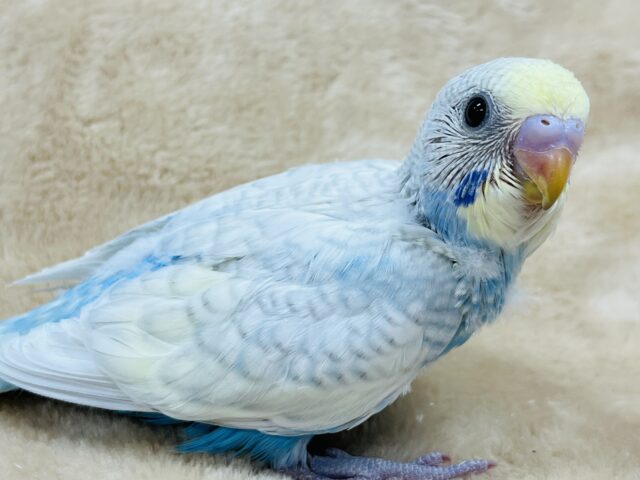 好奇心なら負けません！！セキセイインコ(パステルレインボースパングル) ヒナ