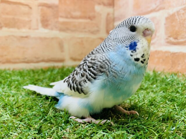 【緊急入舎！！】ジャンボセキセイインコ　パイド　入舎です！！　R5.4/9 撮影
