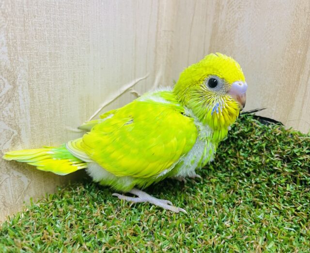 ✨タケちゃんがお店に登場です✨　セキセイインコ　スパングル