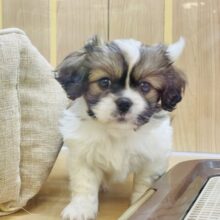 陽気にステップ〜✨ミックス犬(ペキニーズ×キャバリア)ちゃん！