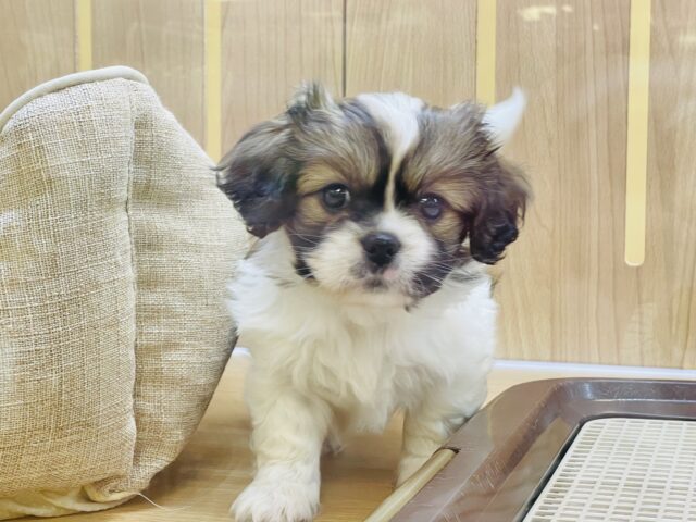 陽気にステップ〜✨ミックス犬(ペキニーズ×キャバリア)ちゃん！