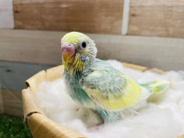 明るいグリーンがとっても可愛らしい！セキセイインコのパステルカラーレインボーパイド！