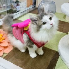 超ホヤホヤ最新動画✨️ゴロゴロ喉鳴らしが爆音！？サイベリアンくん！