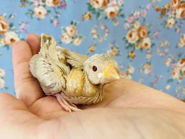 お腹いっぱいに食べるよ♩シナモン文鳥のヒナちゃんです🌸