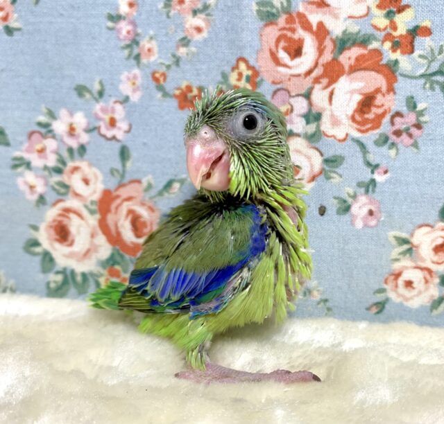 マメルリハ　ノーマルグリーン　男の子　🌿💙*･｡