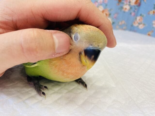 最新画像🌟オレンジ色のお顔はいかが…？🧡手乗りコザクラインコ(オレンジフェイスオパーリン)🧡🌟