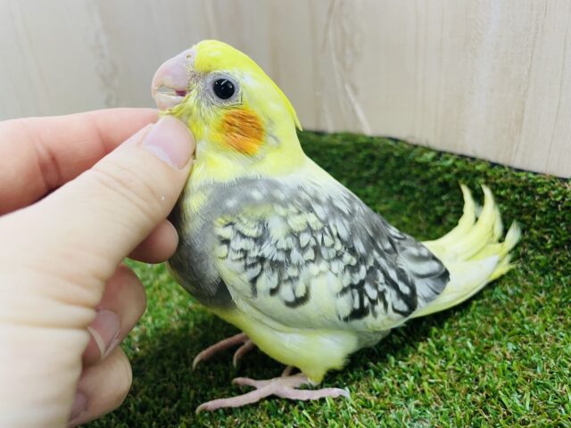 ゲットアテンション‼️どんっとコイです❗️ オカメインコ　パールパイド