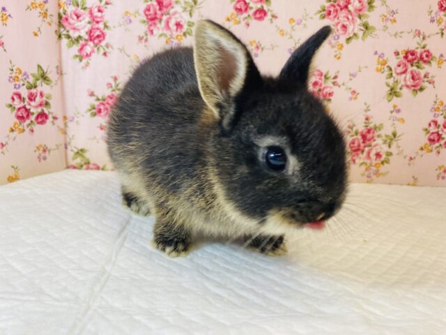 エレガントドワーフ❤︎(ブラックオター)女のコ入舎です❤︎