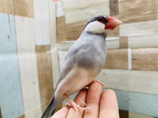 最新画像有り！あと1羽☆☆☆みんなでくっついてるのも可愛いんです！シルバー文鳥のヒナ！